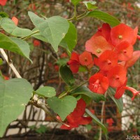 Holmskioldia sanguinea Retz.
